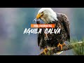AGUILA CALVA | Ave nacional y símbolo de los Estados Unidos