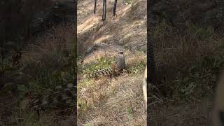 A lot of people always ask what kind of lens needed for clicking cheer pheasants, here is answer!
