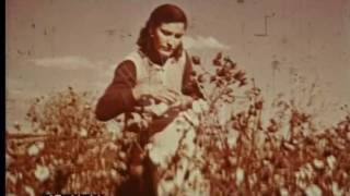 Agriculture In Brazil's Highlands, 1950s - Film 3484