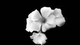 Download lagu Rowlene-Frequency