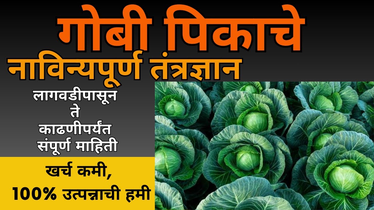 गोबी लागवड (Cabbage Cultivation)कोबी वाण ,खत,तण, पाणी, रोगांची व किडींचे व्यवस्थापन,अतर मशागत,काढनी.