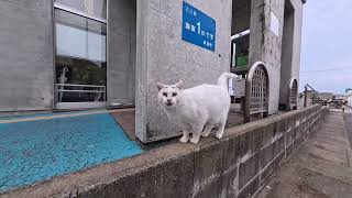 【今週の感動猫動画 2026/1/4w】今週撮った未公開猫動画まとめて公開-unreleased video of this week