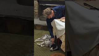 Not him checking the dog's pulse 💀 #GordonRamsay #HotelHell