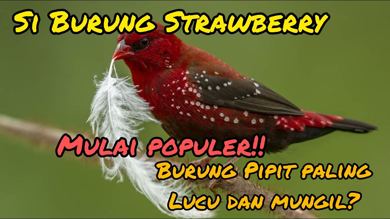 Mengenal Burung Strawberry Finch si pipit benggala 