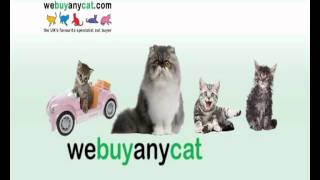 webuyanycat.com - We Buy Any Cat .com (Not WeBuyAnyCar!)