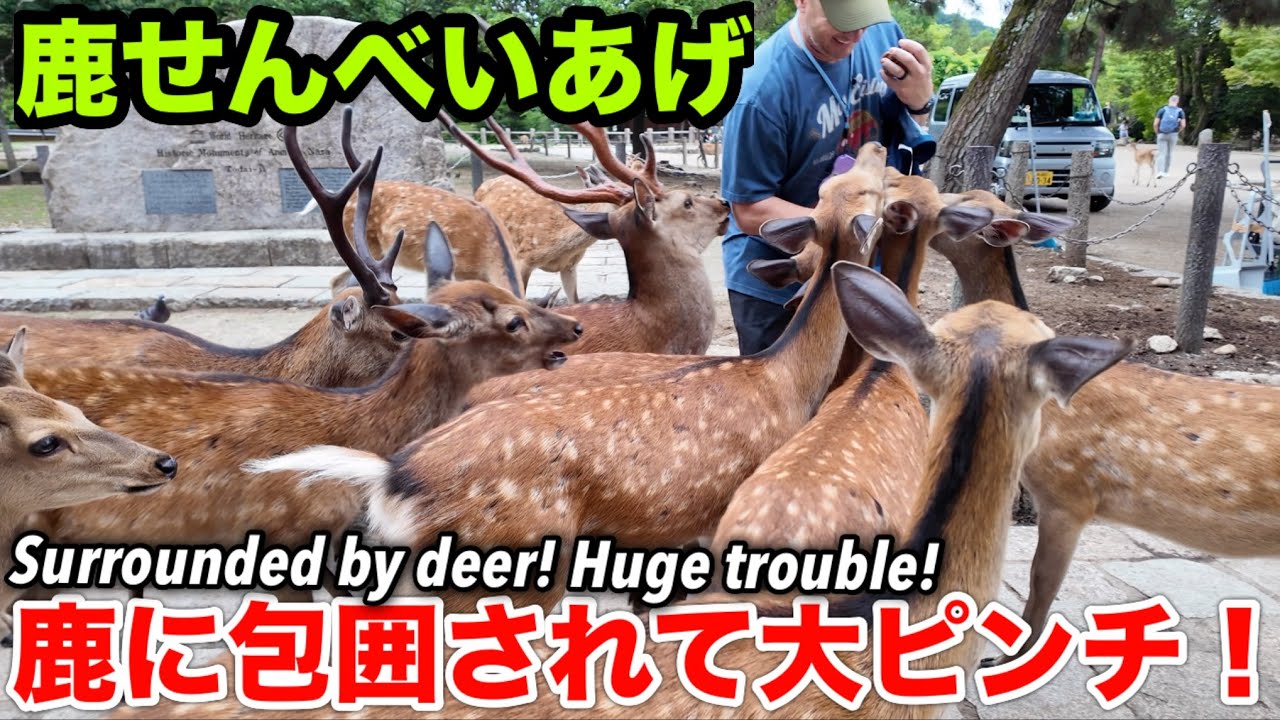 鹿せんべいあげ 鹿に囲まれ大ピンチ！Surrounded by deer! Huge