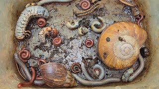 Download Lagu Catch Priceless Gold-Snail, Small Red Millipede, Beetle Larvae, Red Spotted Millipedes  MP3