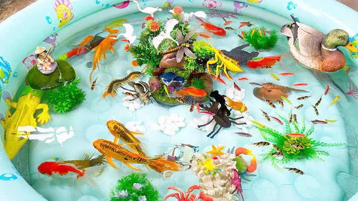 Let's explore what fish and sea creatures there are:sharks,jellyfish#goldfish#animals#viral videos