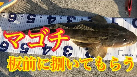 コチのさばき方と色々な料理 Mp3