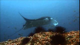 Buceo en Tofo, Mozambique, Giants Castle 2