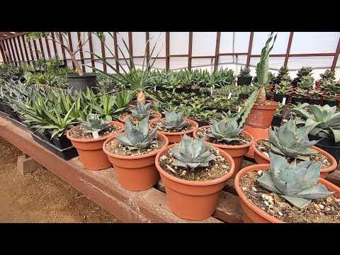 ⑥Hidden Agave ジェレミー titanota 'creep' ⑥Hidden Agave