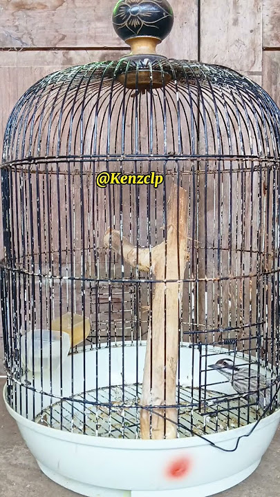 Masteran ampuh suara pelatuk beras betina @kenzclp #masteranburung,#pelatukberasgacor#fyp #shorts