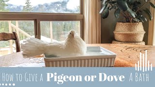 How to Give a Pigeon or Dove a Bath | Tallulah’s bath time