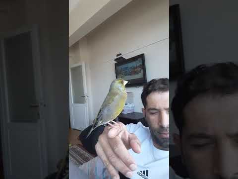 تغريد طائر الخضري في قمة الترويض