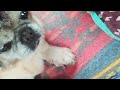 my dog trying to play the drums🐶🥁