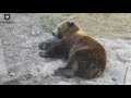 Каменная подушка, песочная кроватка😲кому как, а медведю удобно🐻😊/Bear Mansur