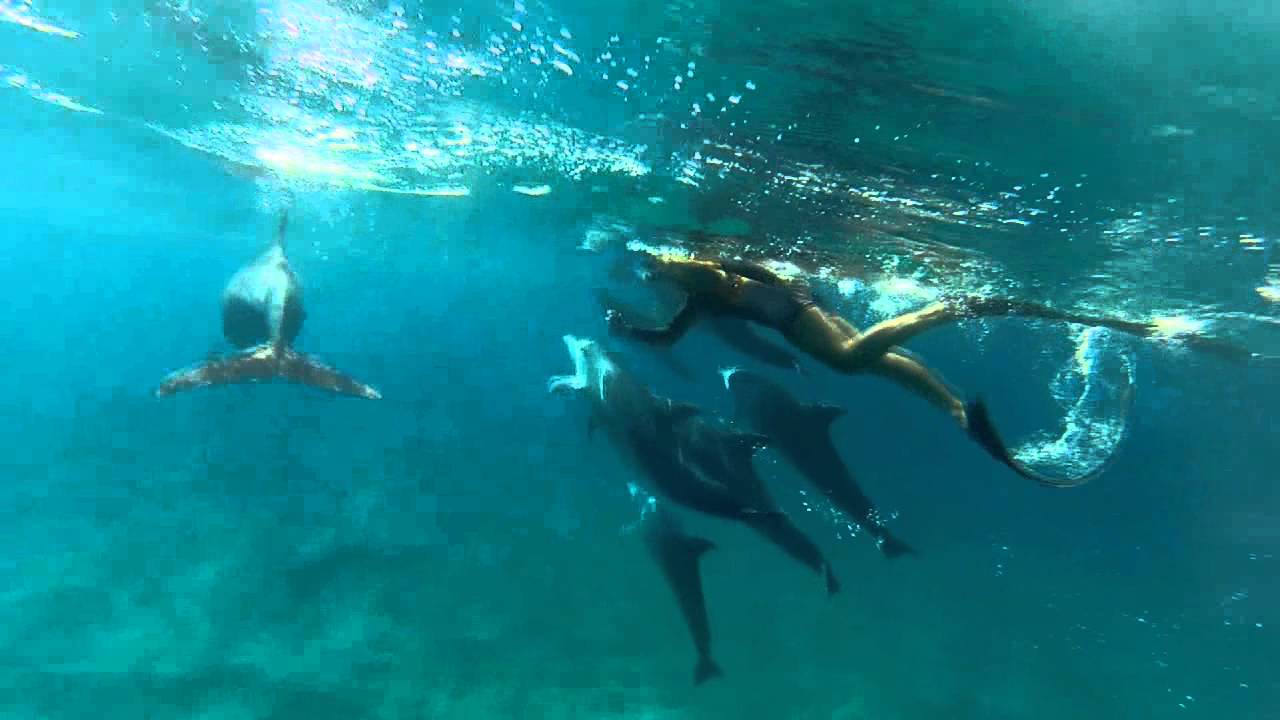 Fantasticly clean water and a Mating Pod of Dolphins YouTube