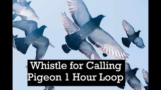 Whistle for Calling Pigeon 1 Hour Loop