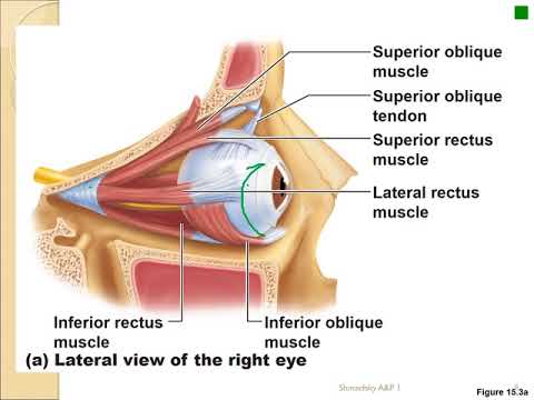 A&P 1 course Lecture 19 video