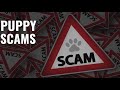 Puppy Scamming!