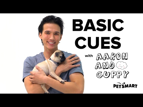 petsmart-puppy-training:-basic-cues