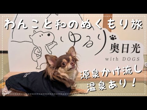 【愛犬と旅行Vlog 前編】夏でも冷房なし!わんこと避暑地 奥日光に行ってみた!わんこと泊まれる温泉旅館♨️ゆるり奥日光🐾【チワワ】【チョコタン】