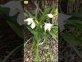 White Flower #shortsviral #flowers #flower #nature #naturelovers #sanghasvlog #sanghamitrakotoky