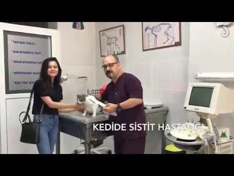 Video: Kedi İdiyopatik Sistitini (FIC) Tedavi Etmek