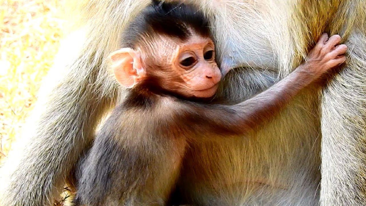 Briget Family-Poor Little Baby Monkey Brandy Not Enough Milk! Mother Doesn't Has Much!