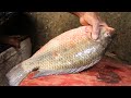 A Beautiful Fluffy Tilapia Fish Cutting Video | Fish Cutting In Bangladesh