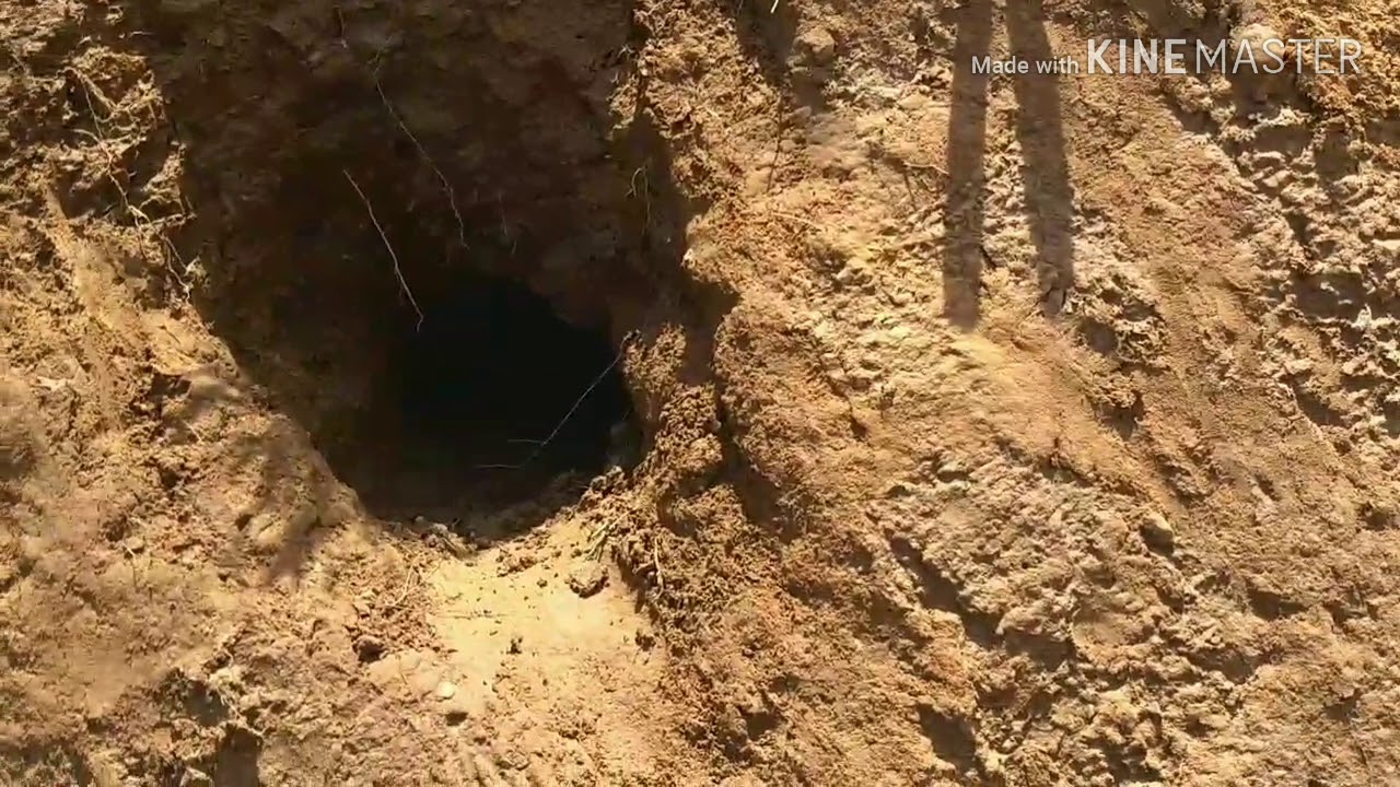 KINGFISHER NEST?! What and where. 