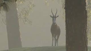 Only In Africa: Wildlife on the Golf Course