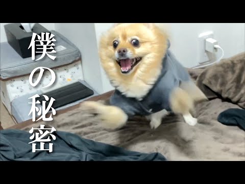 実は愛犬のことでお話ししたいことがあります…