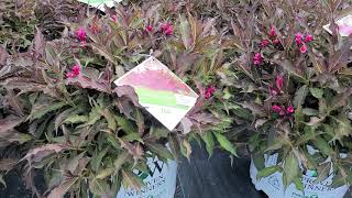 Weigela Spilled Wine Beautifulcompact Proven Winner Shrub With Dark Foliage & Magenta Flowers