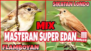 SIKATAN LONDO MIX FLAMBOYAN,MASTERAN BURUNG SUPER EDAN!!#sikatanlondo#flamboyan#kurniawankicaugresik