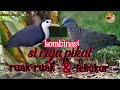 KOMBINASI SUARA PIKAT RUAK-RUAK DAN TEKUKUR