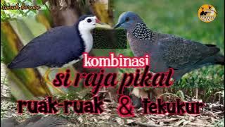 KOMBINASI SUARA PIKAT RUAK-RUAK DAN TEKUKUR