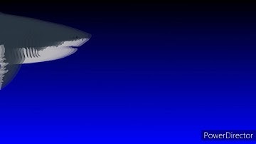 Level 40 Megalodon V1