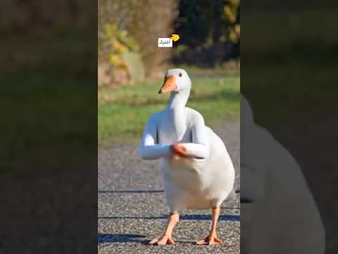 اغنية عبودي بودي حيوانات يرقصون وزه اكسبلور