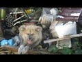 秋田犬 大吉くんの過去････Dog Rescue A&R