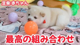 Shiba Inu Puppy Playing with a Ball for the First Time