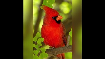 Thumbnail of Northern Cardinal songs/sounds