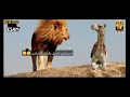 الأسد والجمل الأسد والجمل