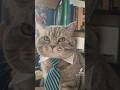 Іздєвається #котик