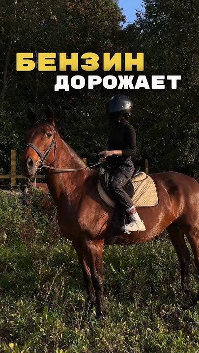 95-й 58 рублей, а у вас? 🥲 #moto #мотодевушка #лошади #мотопитер # ...