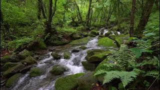 Suara Air Mengalir dan Kicau Burung untuk Menghilangkan Stres & Tidur