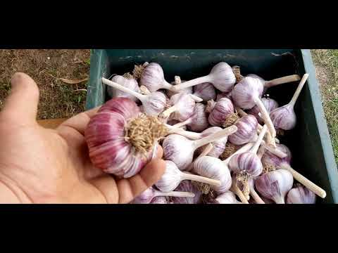 Video: So Lagern Sie Knoblauch Richtig. Teil 3