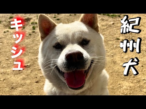 紀州犬キッシュの事でお伝えしたい事があります