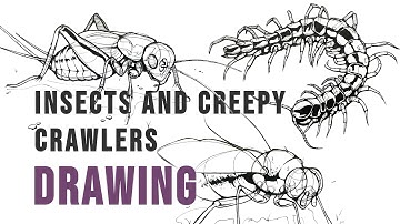 Construction Insects and Creepy Crawlers - Draw a Box Lesson 4 Review
