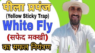 मिर्ची में Yellow Sticky Trap क्यों उपयोग करते हैं|| Chilli Farming|| मिर्ची की खेती||  रसचुसक कीट||